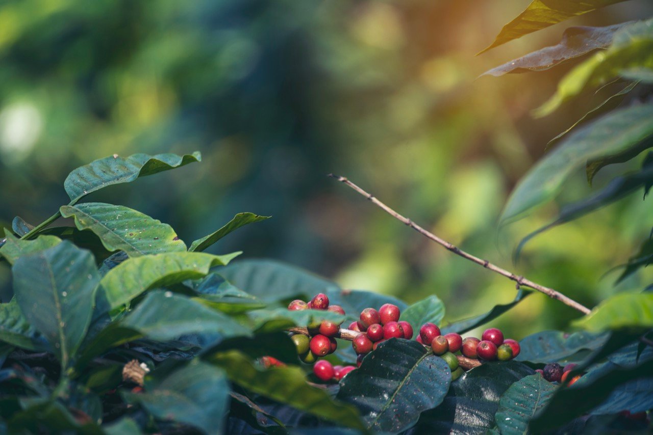 bhutan cofffee farming